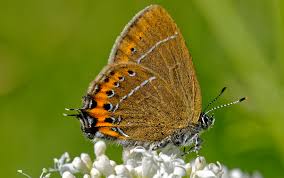 Attēlu rezultāti vaicājumam “Satyrium pruni”