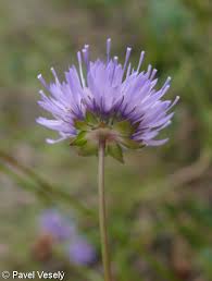 Attēlu rezultāti vaicājumam “Jasione montana fruit”