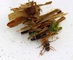 Attēlu rezultāti vaicājumam “Proutia betulina larva”