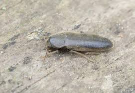 Attēlu rezultāti vaicājumam “Xylita laevigata”