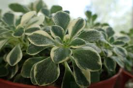 Image result for Aichryson