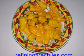 Afbeeldingsresultaat voor yellow fratali hot pepper