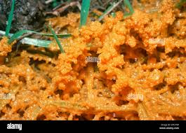 Attēlu rezultāti vaicājumam “Badhamia foliicola”