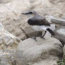 Attēlu rezultāti vaicājumam “Oenanthe oenanthe”