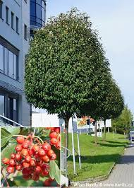 Attēlu rezultāti vaicājumam “Sorbus intermedia”