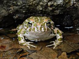 Attēlu rezultāti vaicājumam “Pseudepidalea viridis adult”