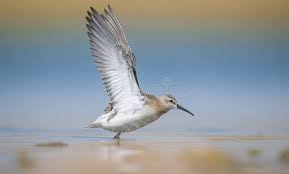 Attēlu rezultāti vaicājumam “Calidris ferruginea adult”