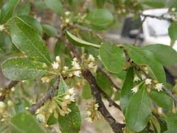 Attēlu rezultāti vaicājumam “Lycogala botrydium sessile”