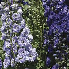Attēlu rezultāti vaicājumam “Delphinium elatum  flower”