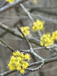 Attēlu rezultāti vaicājumam “Cornus mas”