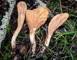 Attēlu rezultāti vaicājumam “Clavariadelphus pistillaris”