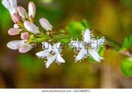 Attēlu rezultāti vaicājumam “Menyanthes trifoliata flower”