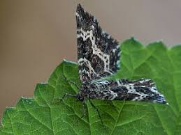 Attēlu rezultāti vaicājumam “Epirhoe tristata”