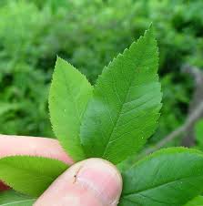 Attēlu rezultāti vaicājumam “Rosa subcanina leaf”