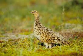 Image result for Lagopus lagopus