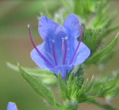 Attēlu rezultāti vaicājumam “Echium vulgare flower”