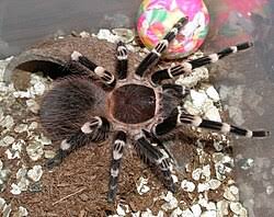 Znalezione obrazy dla zapytania geniculata