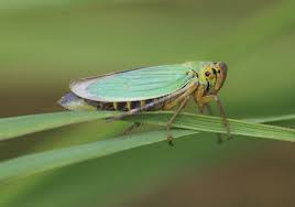Attēlu rezultāti vaicājumam “Cicadella viridis”