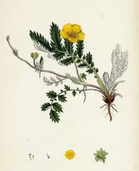 Image result for Potentilla anserina