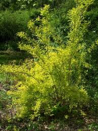 Attēlu rezultāti vaicājumam “Forsythia viridissima”