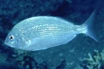 Image result for Diplodus kotschyi