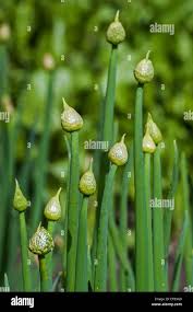 Attēlu rezultāti vaicājumam “Allium cepa bud”