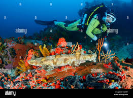 Image result for Haploblepharus pictus