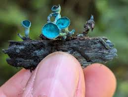 Attēlu rezultāti vaicājumam “Chlorociboria aeruginascens”