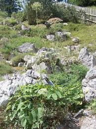 Attēlu rezultāti vaicājumam “Laserpitium latifolium flower”