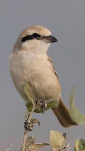 Image result for Lanius isabellinus