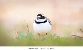 Attēlu rezultāti vaicājumam “Charadrius dubius”