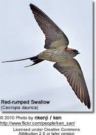 Image result for Cecropis daurica