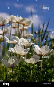 Attēlu rezultāti vaicājumam “Anemone sylvestris flower”