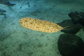 Image result for Gymnura altavela