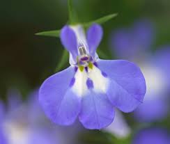 Image result for Männertreu