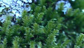 Attēlu rezultāti vaicājumam “Neckera pennata”