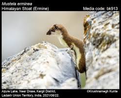 Attēlu rezultāti vaicājumam “Mustela erminea”