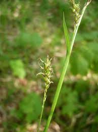 Attēlu rezultāti vaicājumam “Carex pilosa”
