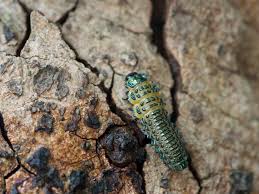 Attēlu rezultāti vaicājumam “Silpha obscura larva”