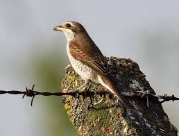 Attēlu rezultāti vaicājumam “Lanius collurio juvenile”