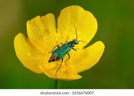 Attēlu rezultāti vaicājumam “Malachius bipustulatus”