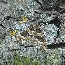 Attēlu rezultāti vaicājumam “Electrophaes corylata”