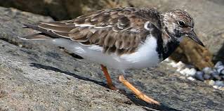 Attēlu rezultāti vaicājumam “Arenaria interpres”