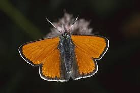 Attēlu rezultāti vaicājumam “Lycaena hippothoe male”