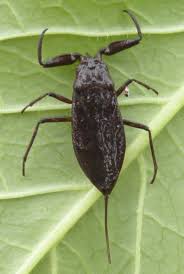 Attēlu rezultāti vaicājumam “Nepa cinerea nymph”