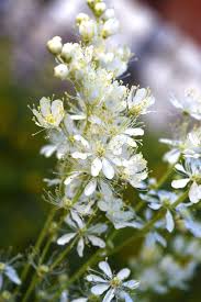 Attēlu rezultāti vaicājumam “Filipendula vulgaris flower”