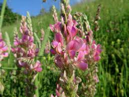 Attēlu rezultāti vaicājumam “Onobrychis arenaria”