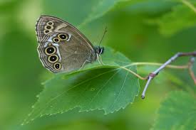 Attēlu rezultāti vaicājumam “Lopinga achine underside”