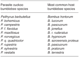 Attēlu rezultāti vaicājumam “Psithyrus sylvestris”