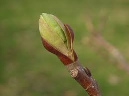 Attēlu rezultāti vaicājumam “Liriodendron tulipifera bud”